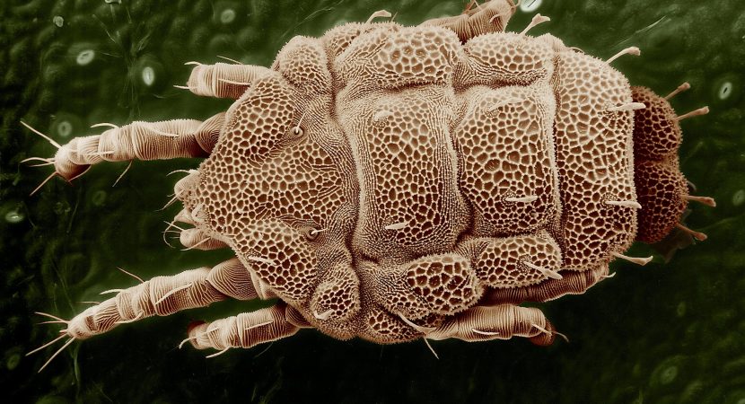 remedii naturale pentru paraziti intestinali
