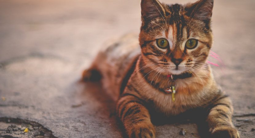 beneficii sănătate animal companie