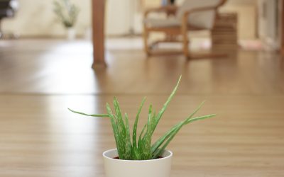 Plante medicinale de cultivat acasa