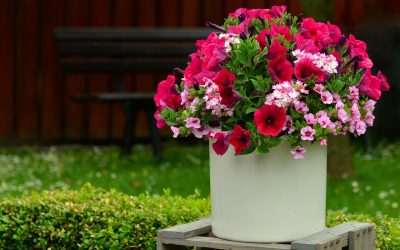 Petunia