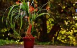 Beaucarnea Nolina