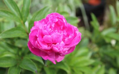 Bujorul ‘Felix Crousse’