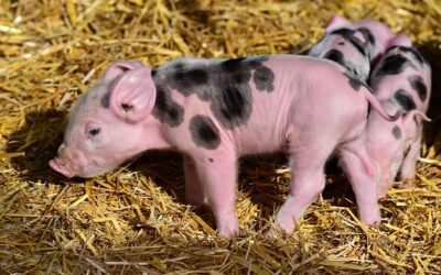 rase de porci