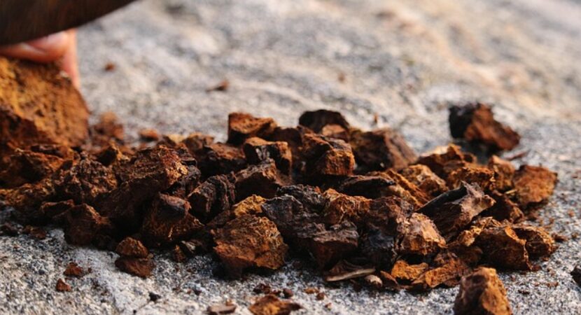 consum Chaga