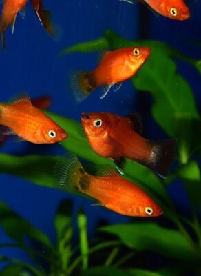 Platy