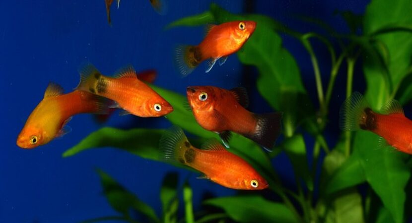 Platy