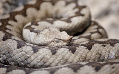 Vipera cu corn