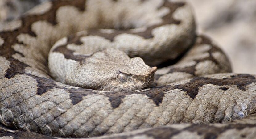 Vipera cu corn